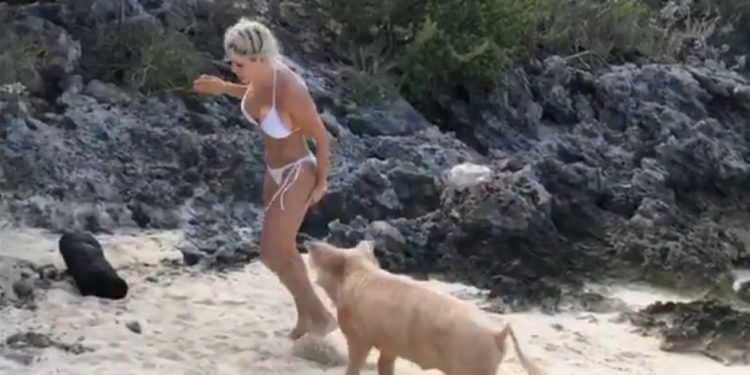 Ünlü model domuzların saldırısına uğradı 1 Ünlü model domuzların saldırısına uğradı