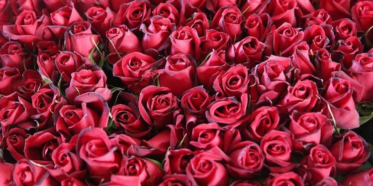 Sevgililer Günü'nde 2,5 milyar liralık çiçek satılacak 1 Sevgililer Günü’nde 2,5 milyar liralık çiçek satılacak