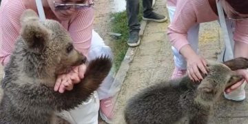 Emel Müftüoğlu'na ayı saldırdı 2 Emel Müftüoğlu’na ayı saldırdı