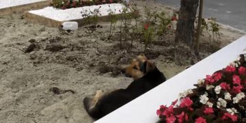 Ebru Şallı bayramda oğlunun mezarının başındaydı