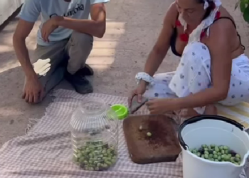 Ünlü sarkıcı Hülya Avşar’ın çektiği video, zeytincilerin yüzünü güldürdü.