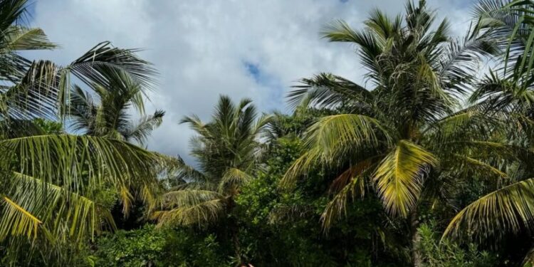 Triptii Dimri ve Sam Merchant’ın Maldivler tatili 1 Bollywood’un yükselen yıldızı Triptii Dimri ve sevgilisi olduğu iddia edilen Sam Merchant, Maldivler’de romantik bir tatil geçirdi.